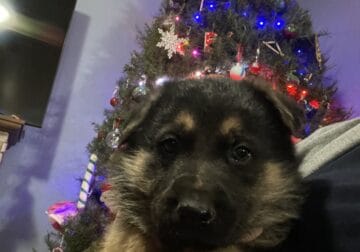 4 Male GSD’s Ready for Christmas!
