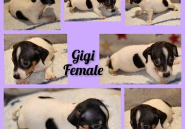CKC FEMALE JACK RUSSELL PUP