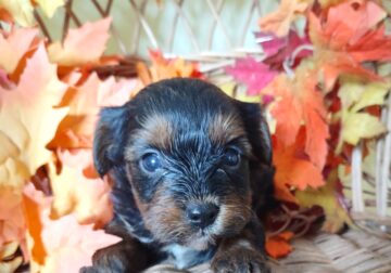 Jolly Yorkipoo Puppy for Sale