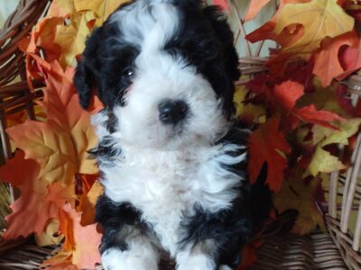 Joy mini bernedoodle puppy for sale