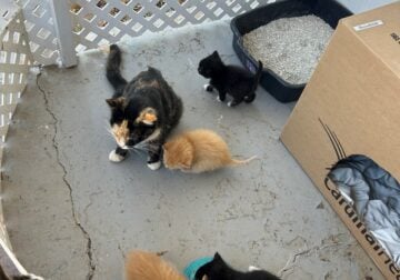 Free Kittens to Good Home!