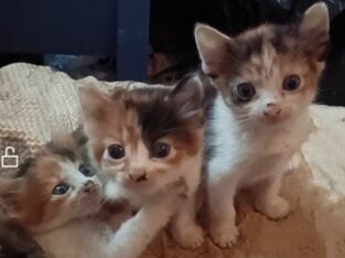 Kittens Newcastle NSW