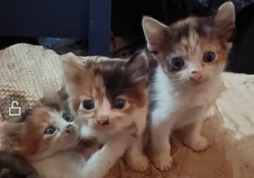 Kittens Newcastle NSW
