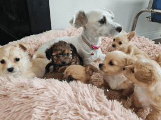 Poodle Mixes Puppies 8-weeks