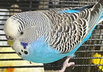 Parakeets need rehome