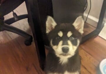 Pomsky Puppies looking for forever home