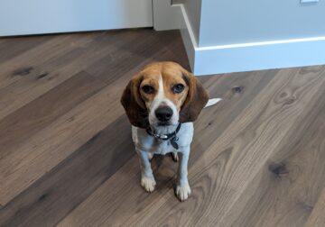 Beagle looking for good home