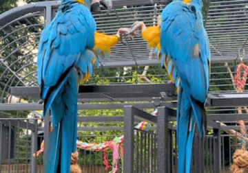 [Cage Included] – Bolivian Blue Throat Macaw