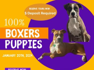 Boxer Puppies- Reserve Now