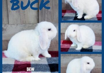 Holland Lop Bunny – Blue Eyed White Male