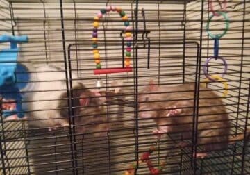 2 Bonded Male Rats
