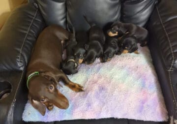 ACA Miniature Dachshund Puppies