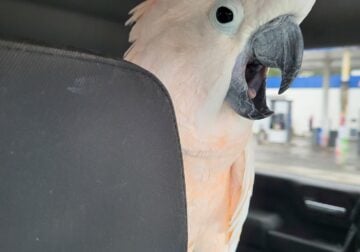 This is Lucky a beautiful Molucann Cockatoo