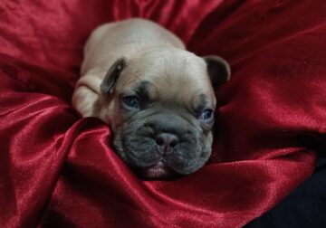 Gorgeous French Bulldog Pup