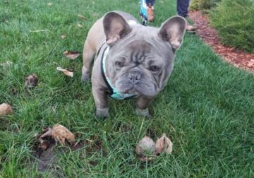 AKC 3 YEAR OLD QUALITY FRENCHIE