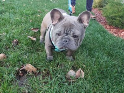 AKC 3 YEAR OLD QUALITY FRENCHIE