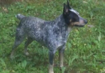 Australian Cattle Dog Puppies For Sale