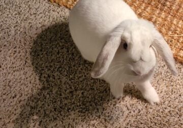 Holland lop rehoming