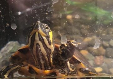 Oscar the loving turtle