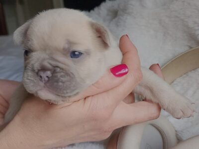 French bulldog puppies AKC registered