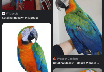 Looking for Catalina or harlequin macaw!