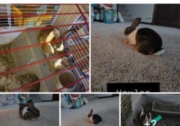 Trying to rehome my to bunnies as I dont have the