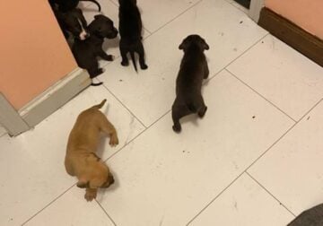 Puppies need home