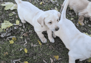 AKC yellow Labrador puppies