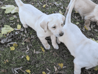 AKC yellow Labrador puppies
