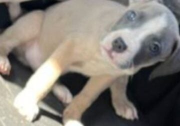 Rehoming Male Pit Bull Puppy