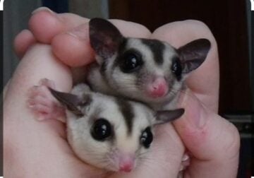 Twin whiteface sugar glider brothers