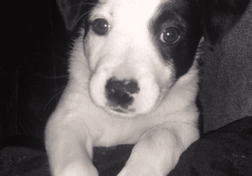 Border Collie / Jack Russell puppies