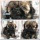 Shih Tzu puppy Male (AKC Parents DNA for health)