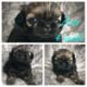 Shih Tzu puppy Male (AKC Parents DNA for health)
