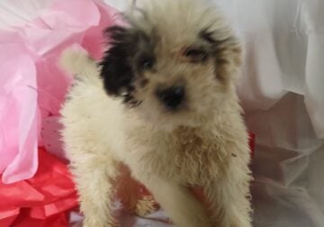 Snow mini bernedoodle puppy for Sale