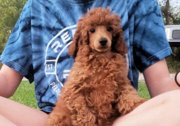 Red Poodle Puppy Male