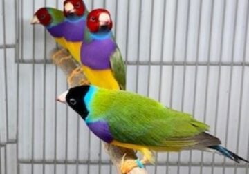 Finches for Sale. Lady Gouldians $85