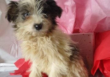 Tundra mini bernedoodle puppy for sale