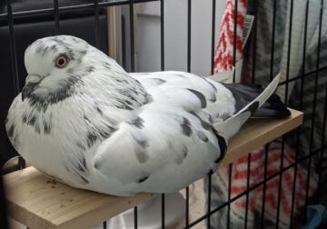 Rehome my Pigeon