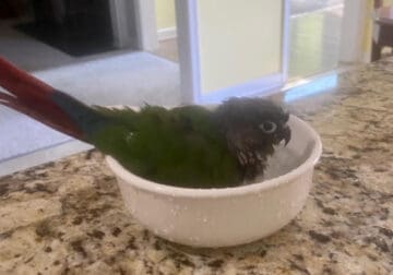 All I want for Christmas is a … CONURE