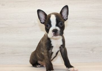 Boston Terrier Puppy is an Absolute HUNK!!!
