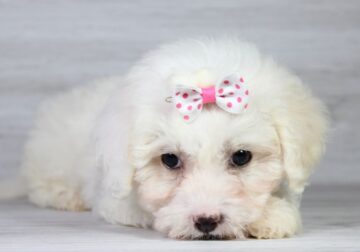 Maltipoo Magic: Puppies Available Now!