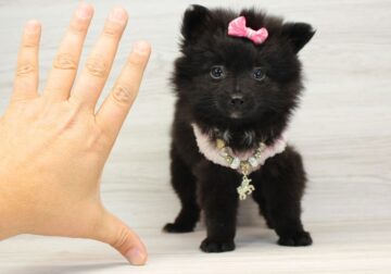 Extremely Small Black Pomeranian Beauty Puppy