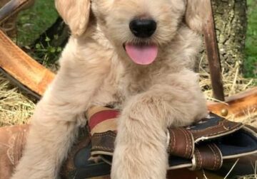 GOLDENDOODLE PUPPIES FOR SALE