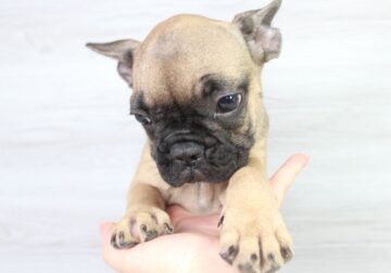 Female Frenchie Puppy For Sale