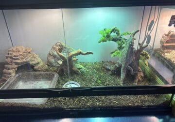 Bearded dragon and enclosure for sale