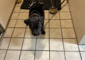 6 months old staffi pit puppy for sale