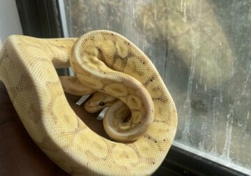 Banana ball Python
