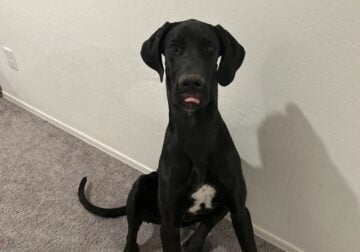 7 month old Great Dane for sale