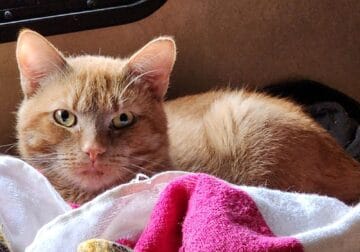 Free 1 year old orange stripped male cat
